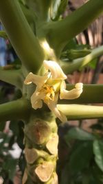 Close-up of flowering plant