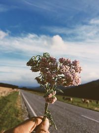 Person holding flowering plant against sky