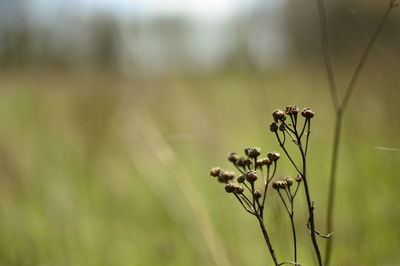 Close-up of plant