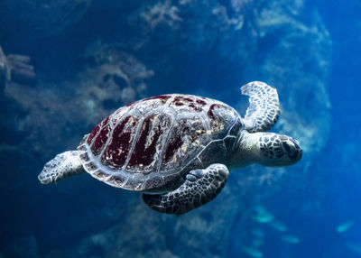 Turtle swimming in sea