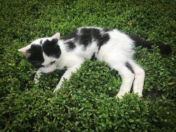 High angle view of cat on grass