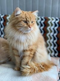 Close-up of cat looking away while sitting on sofa