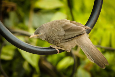 Close-up of bird perching on branch