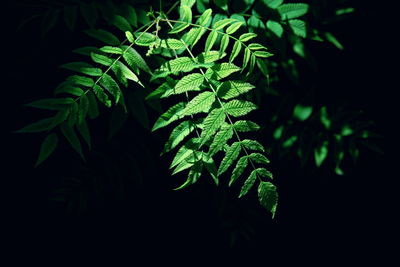 Close-up of leaves