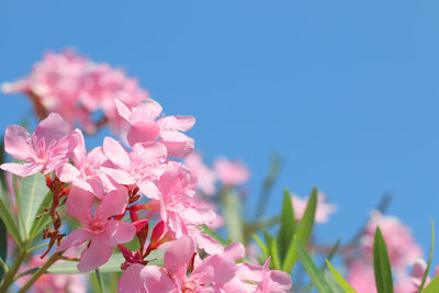 Close-up of pink cherry blossoms against sky