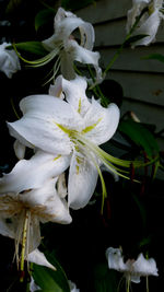 Close-up of white flowers