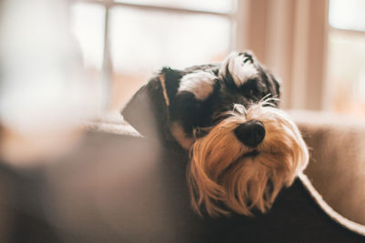 Portrait of dog relaxing at home