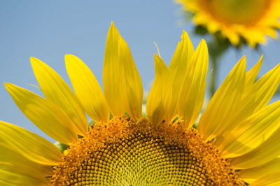 Close-up of sunflower against sky