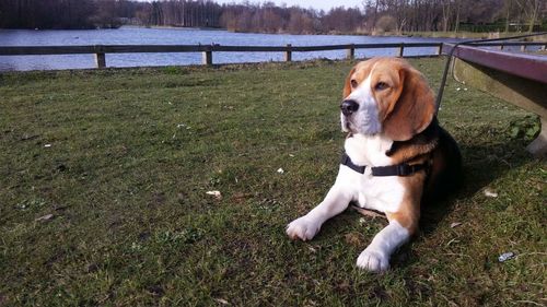 Close-up of dog on grassy field