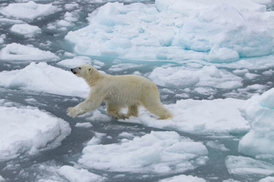 Polar bear walking on frozen sea