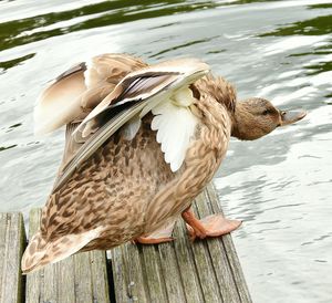 Close-up of bird perching on wood in lake