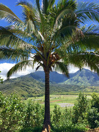 Palm trees on landscape against sky