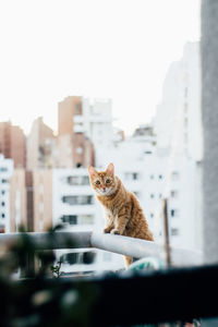 Cat looking away in city