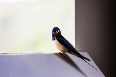 Close-up of bird perching on wall