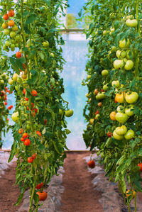 View of fruits growing on plant