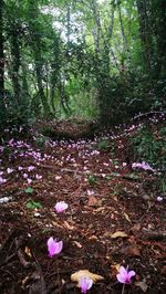 Purple flowering plants on field in forest