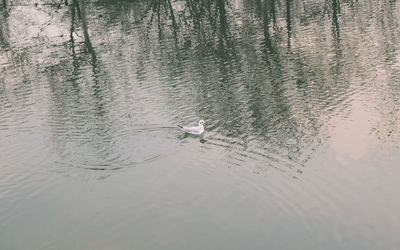 Swan swimming in lake