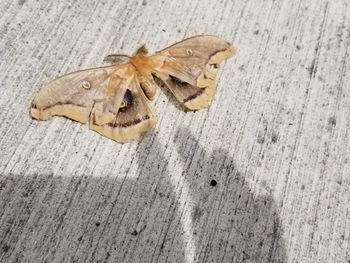 High angle view of insect on wood