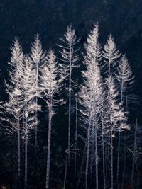 Trees against sky