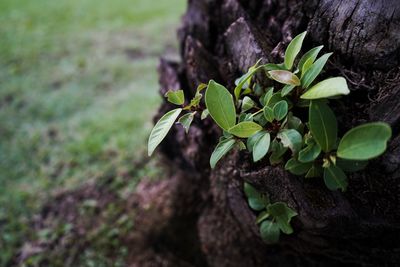 Close-up of leaves on tree trunk in field