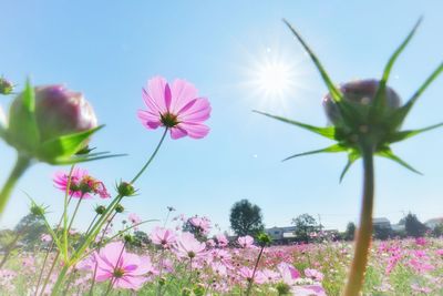 Close-up of pink flowering plants against sky