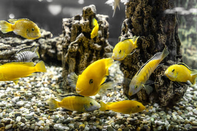 Close-up of yellow fish swimming in sea