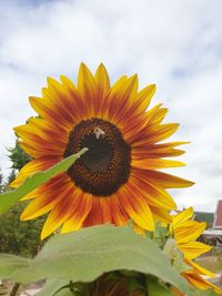 Close-up of sunflower