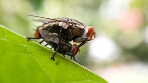 Close-up of insect on leaf