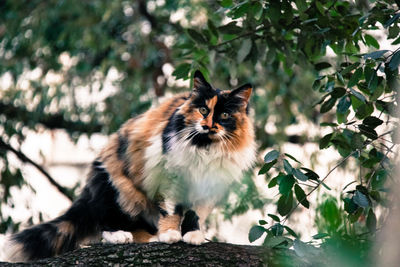 Cat sitting on tree