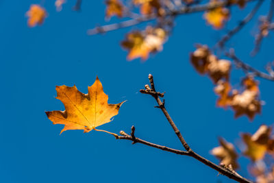 Low angle view of autumn tree against clear blue sky