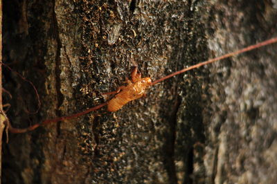 Close-up of leaf on tree trunk