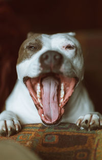 Portrait of pitbull female dog yawning a big smile