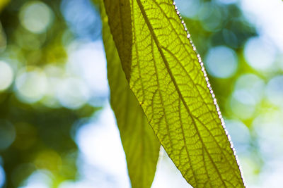 Green color leave macro and close-up during sunlight, nature background, beauty in nature