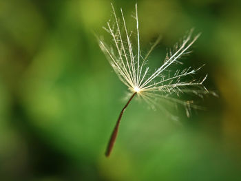 Close-up of dandelion on plant