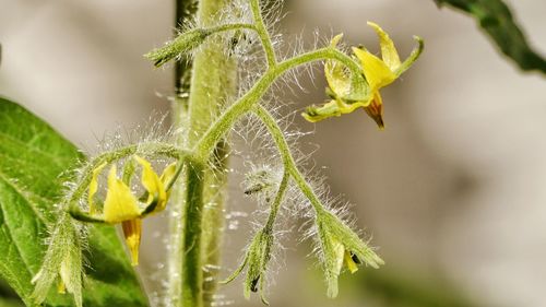 Close-up of plant with water drops