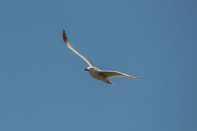 Low angle view of seagull flying against clear blue sky