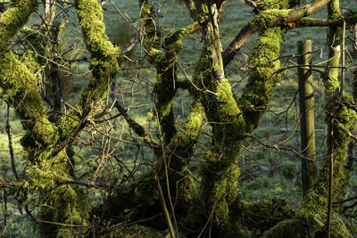 Full frame shot of trees in forest