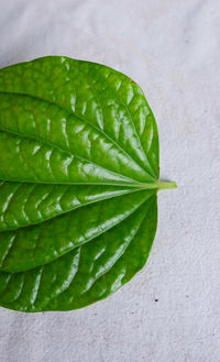 High angle view of green leaves