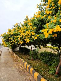 Yellow flowering plants on field by road against sky