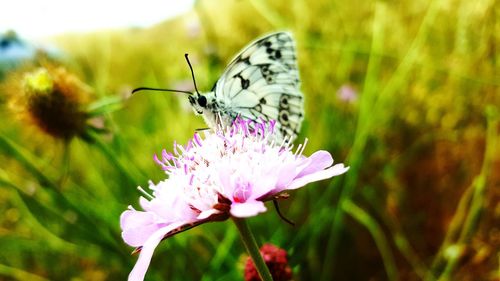 Close-up of butterfly pollinating on pink flower