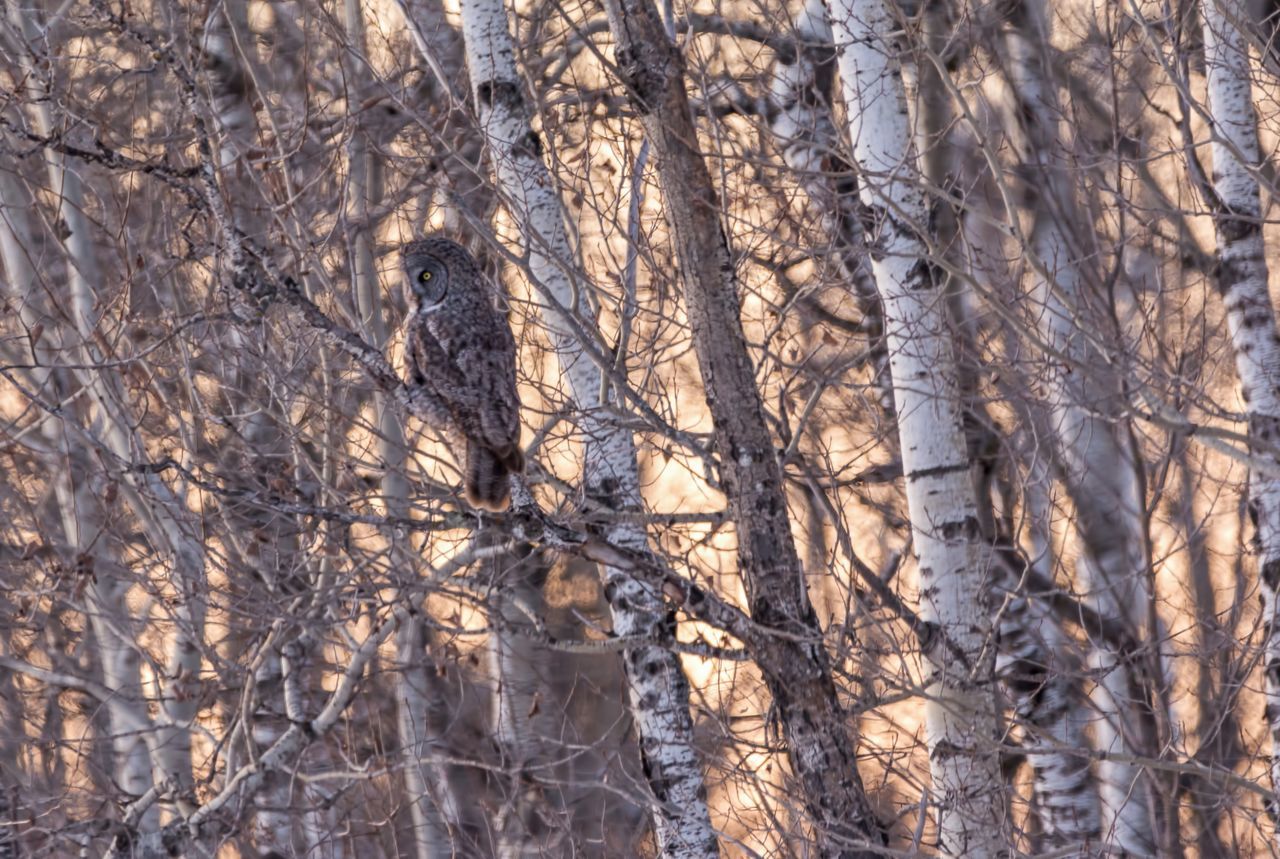 tree, bird, animals in the wild, no people, animal wildlife, day, nature, outdoors, bare tree, one animal, animal themes, perching