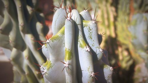 Close-up of prickly pear cactus