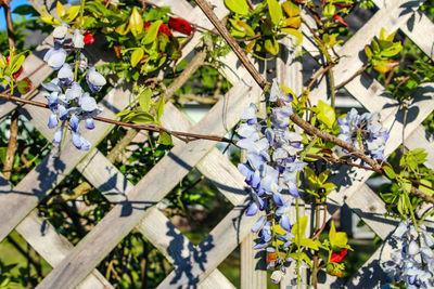 Close-up of flowers on tree