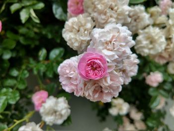 Close-up of pink roses