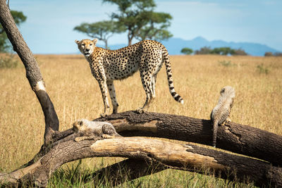 Cheetah with cubs on tree branch