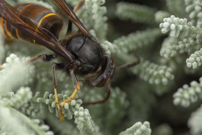 Real vespa velutina or assian wasp macro