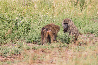 Baboon cubs on a field