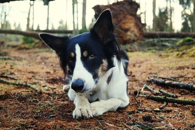 Close-up portrait of dog