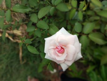 Close-up of white rose