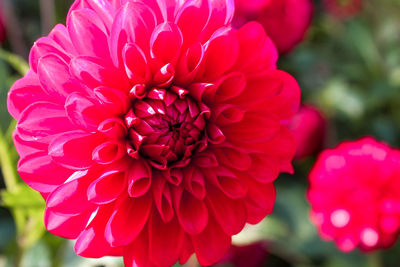 Close-up of pink dahlia